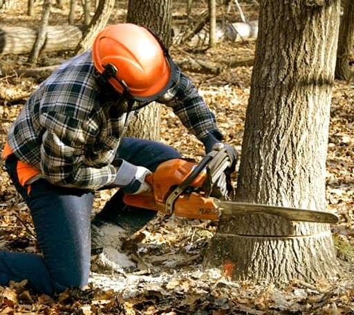 Tree Removal in Call, TX